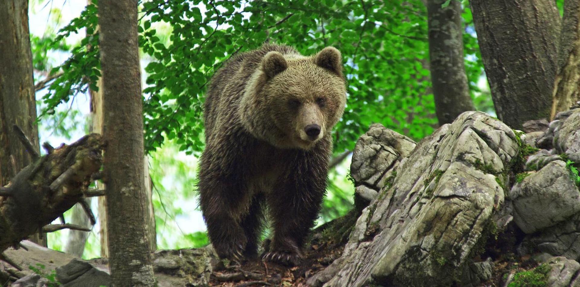 Cherry House - Cosy House - Ideal For Bear Watching, In The Neighborhood Of The Medieval Sneznik Castle Stari Trg pri Lozu Dış mekan fotoğraf
